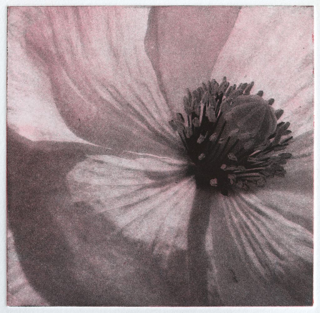 Mohn