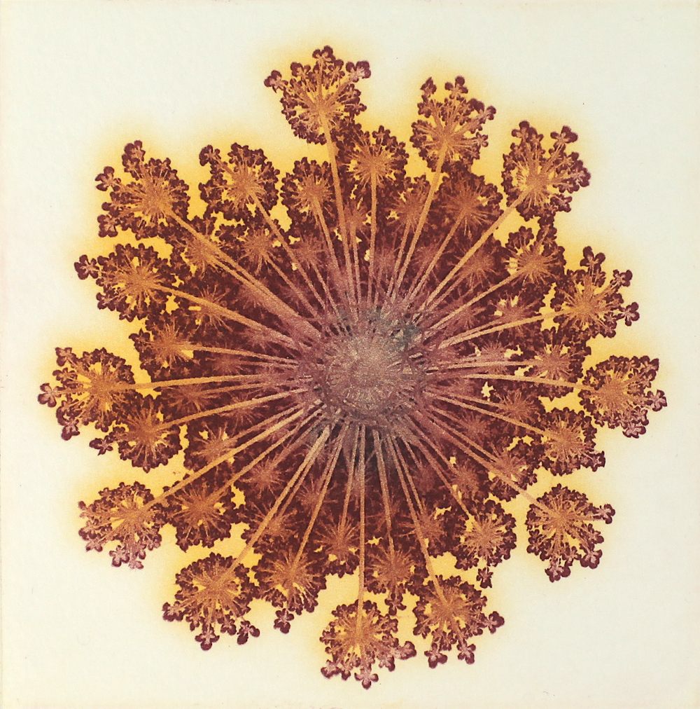 Dolde Floery 2024 1000